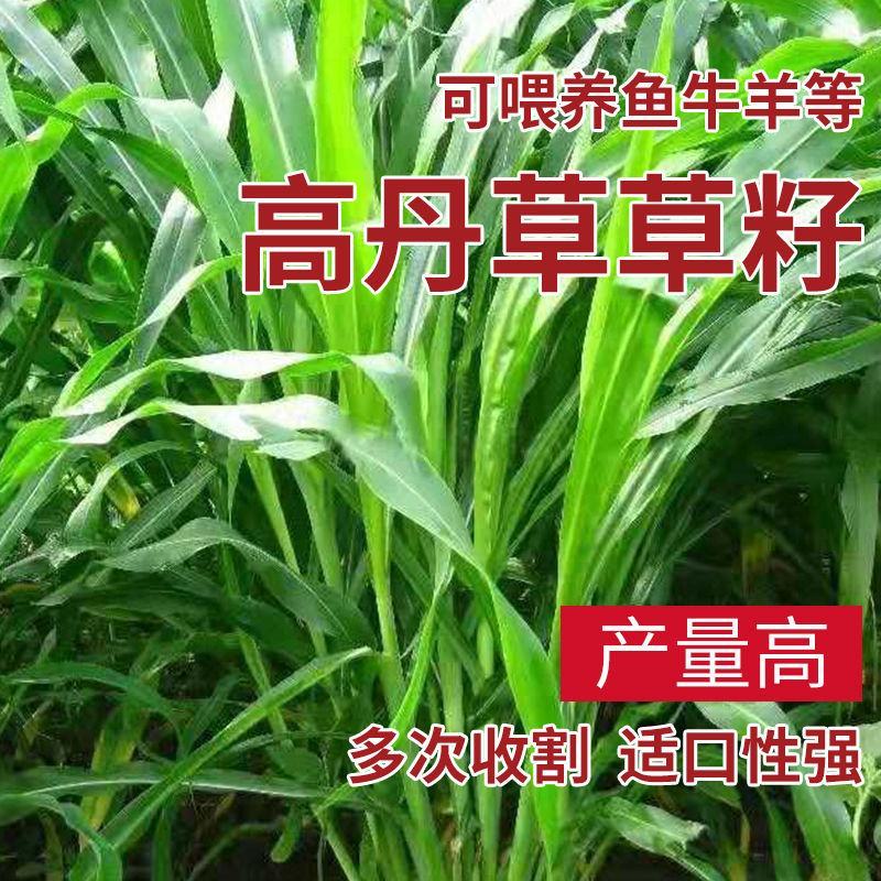 进口高丹草种子牧草种子四季养殖牛羊猪鱼再生喂鱼草虾草种