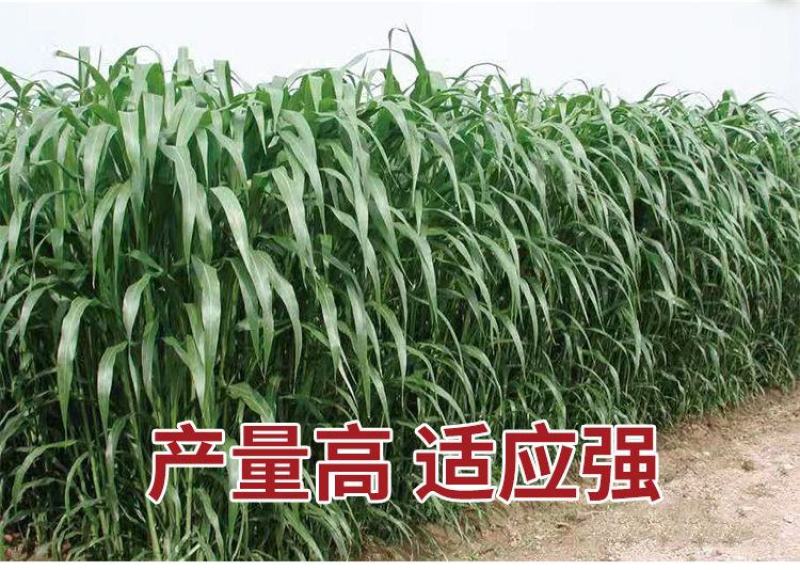 进口高丹草种子牧草种子四季养殖牛羊猪鱼再生喂鱼草虾草种