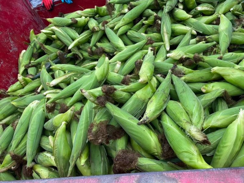 四川黄甜玉米，太阳花。清秀大个饱满无虫！基地直销