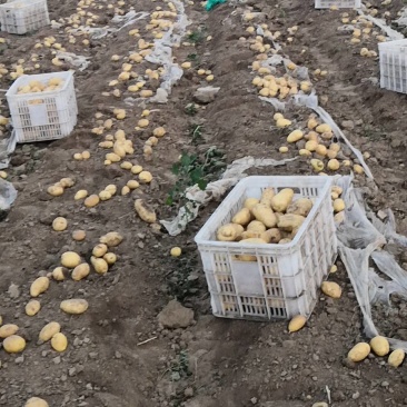 大量供应荷兰十五土豆