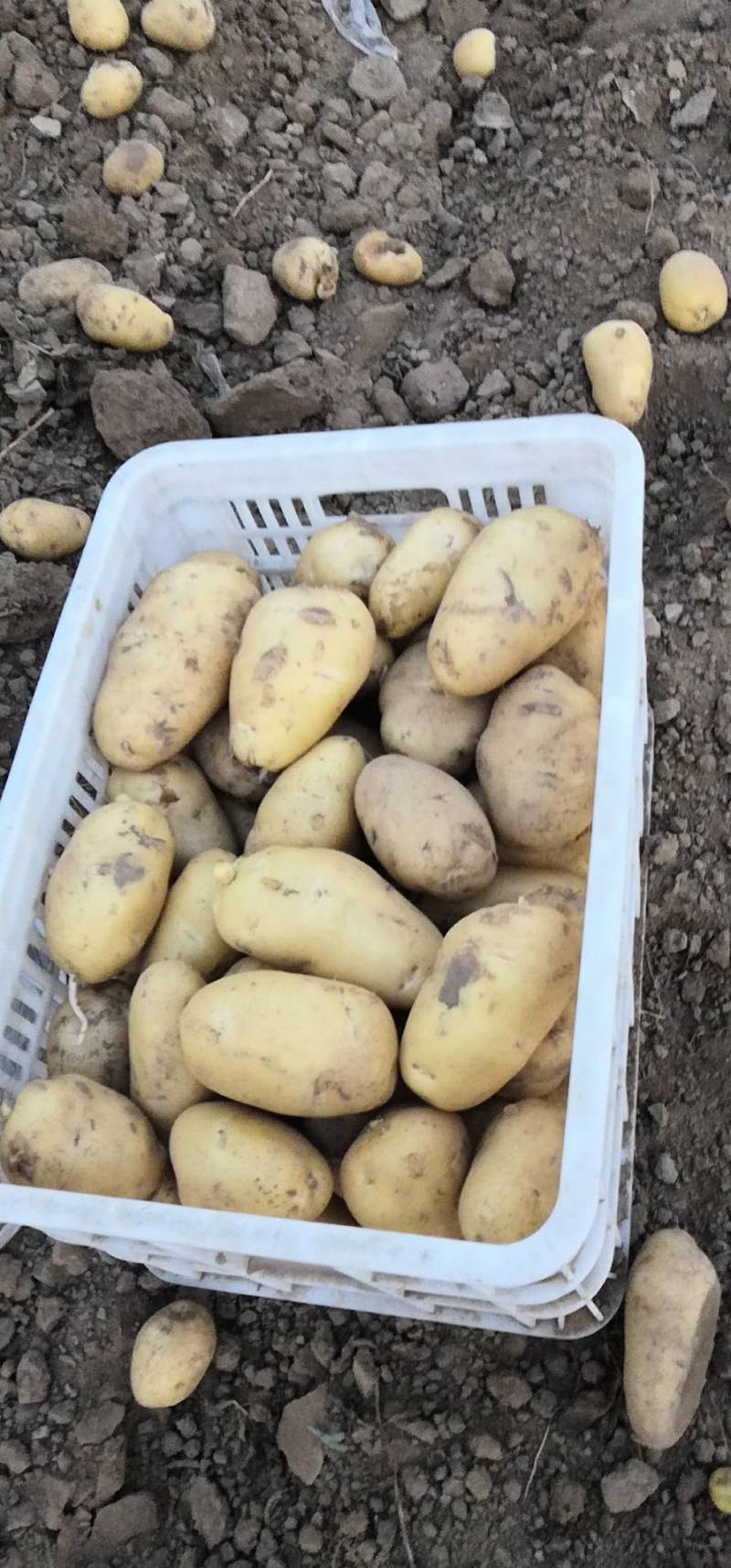 大量供应荷兰十五土豆