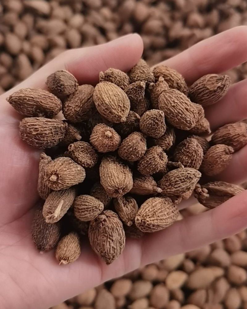 阳春砂，干货香料专供，大量现货，门店专卖，欢迎联系