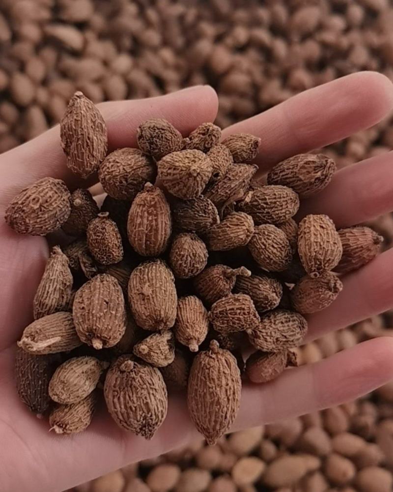 阳春砂，干货香料专供，大量现货，门店专卖，欢迎联系