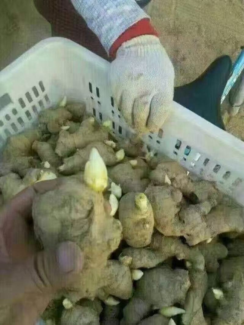 小黄姜产地直销，保质保量全国物流发货，一件代发