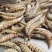 斑节虾竹节虾深海斑节虾适合食堂酒店日料一件代发