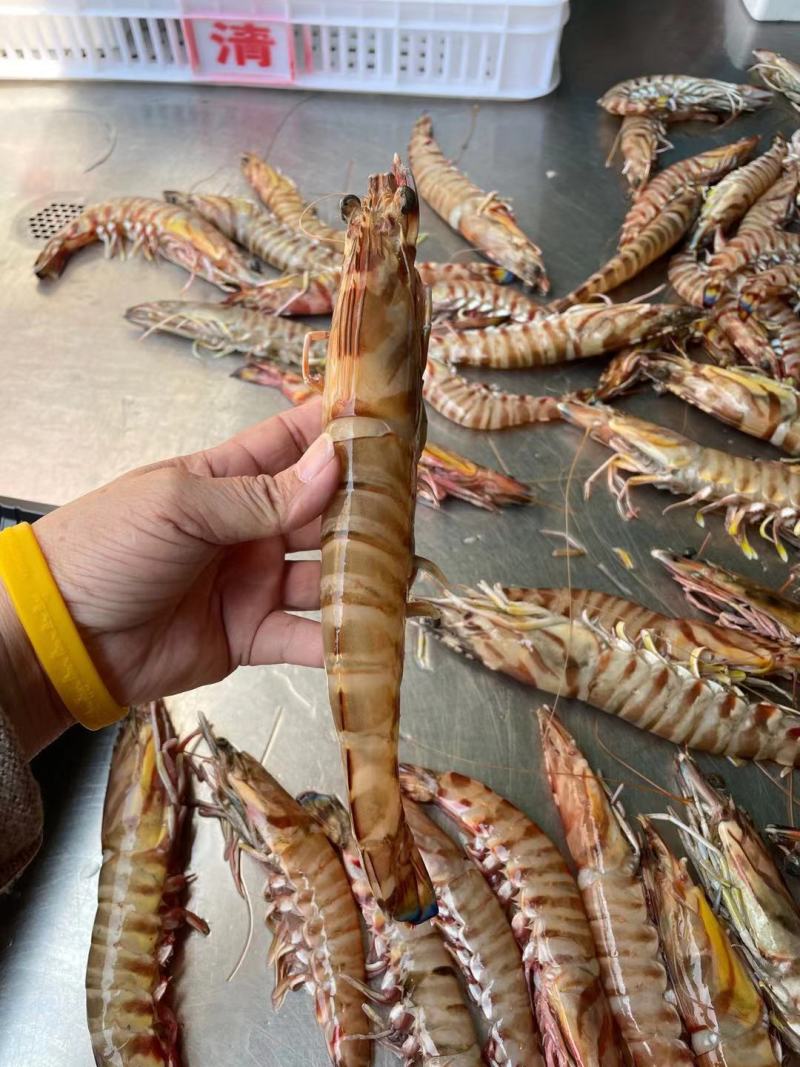 斑节虾竹节虾深海斑节虾适合食堂酒店日料一件代发