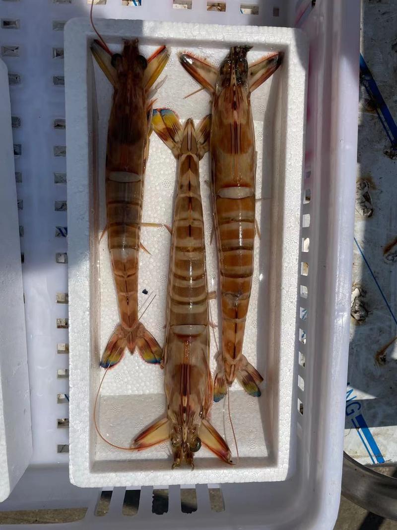 斑节虾竹节虾深海斑节虾适合食堂酒店日料一件代发
