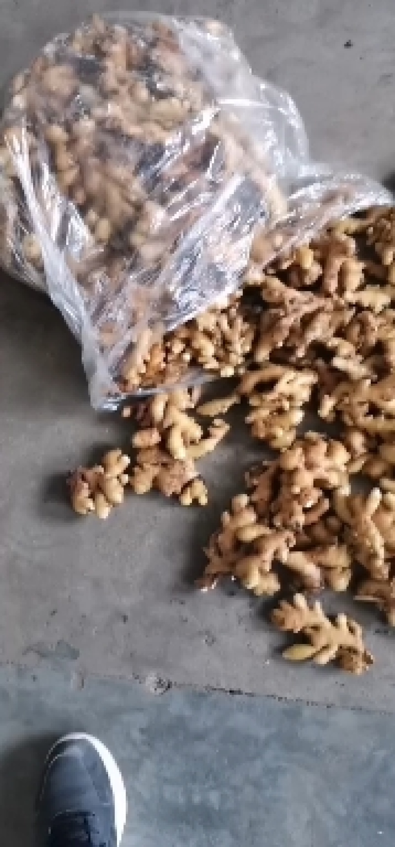 姜种368高产小黄姜姜种，品种齐全，全国发货