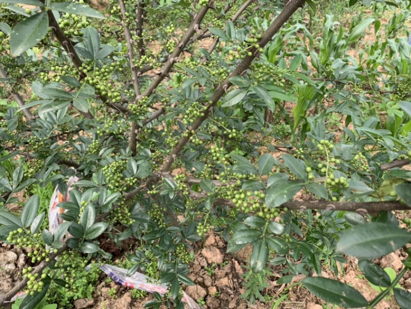 青花椒，大小均匀