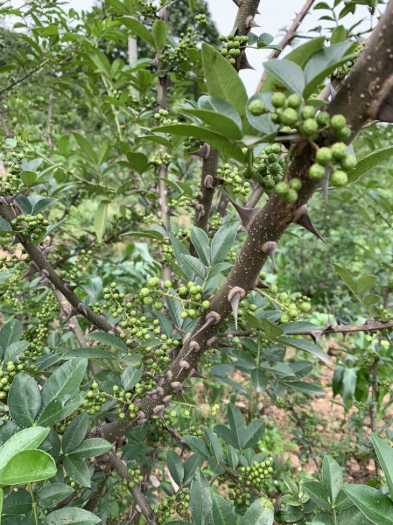 青花椒，大小均匀