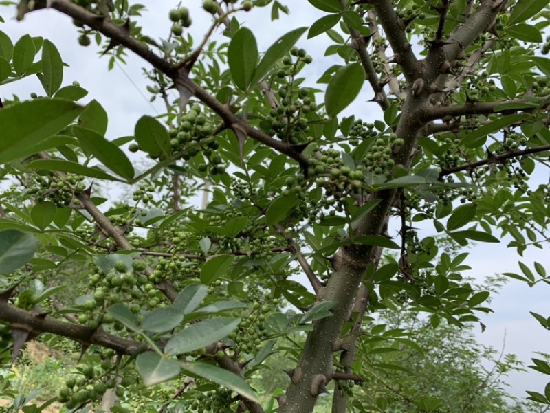 青花椒，大小均匀
