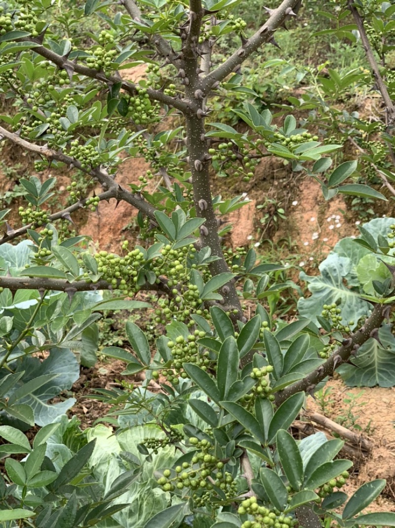 青花椒，大小均匀
