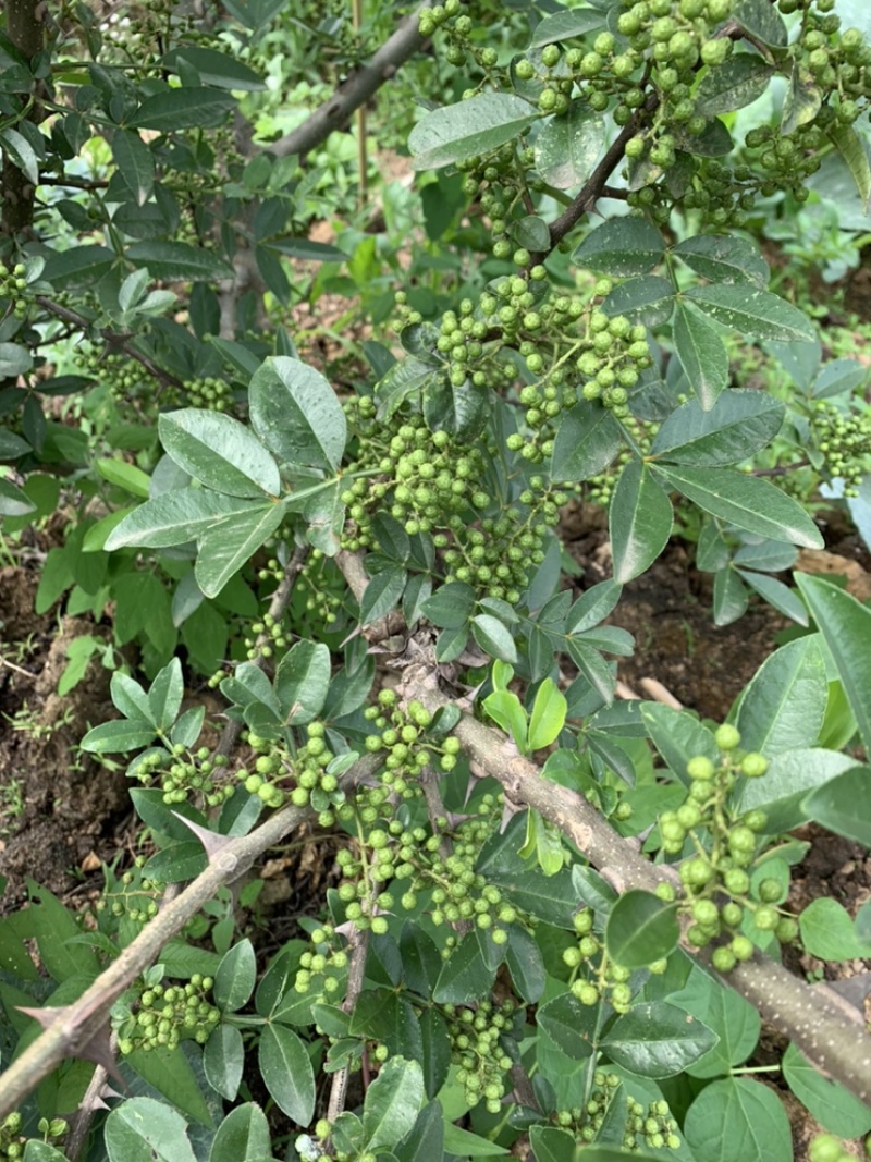 青花椒，大小均匀