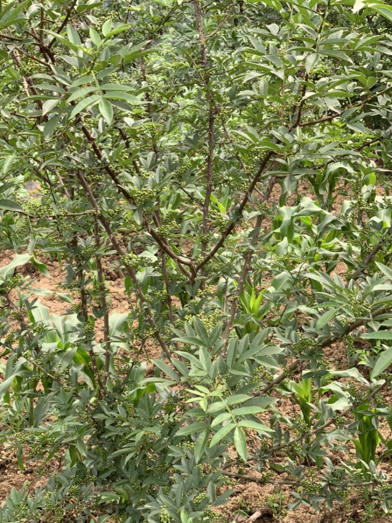 青花椒，大小均匀