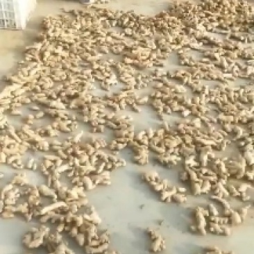 姜母，生姜产地批发，全国发货，货源充足，价格便宜