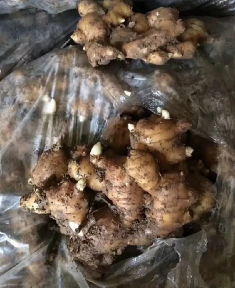 姜母，生姜产地批发，全国发货，货源充足，价格便宜