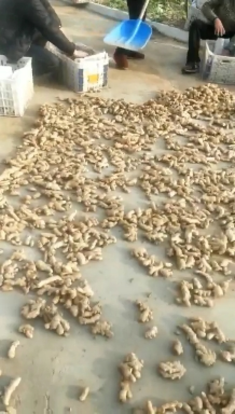 姜母，生姜产地批发，全国发货，货源充足，价格便宜