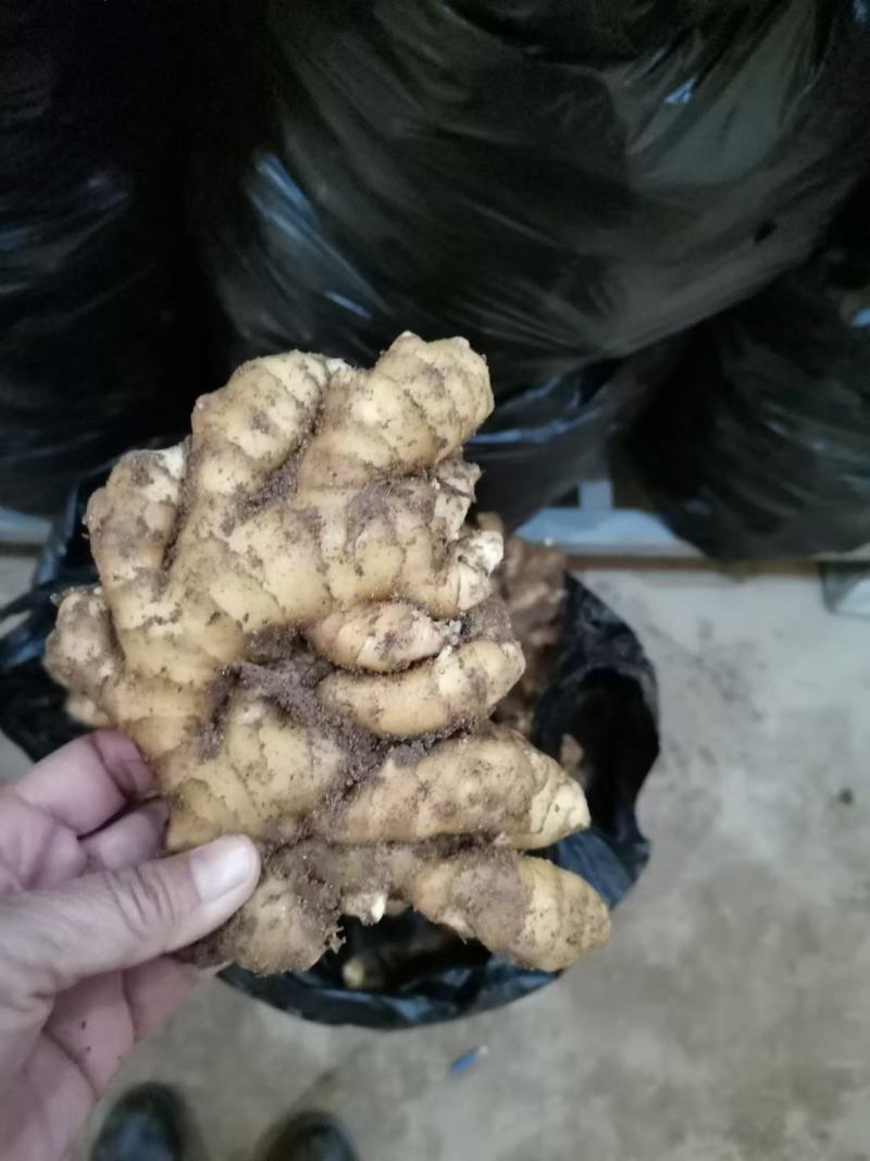 姜母，生姜产地批发，全国发货，货源充足，价格便宜