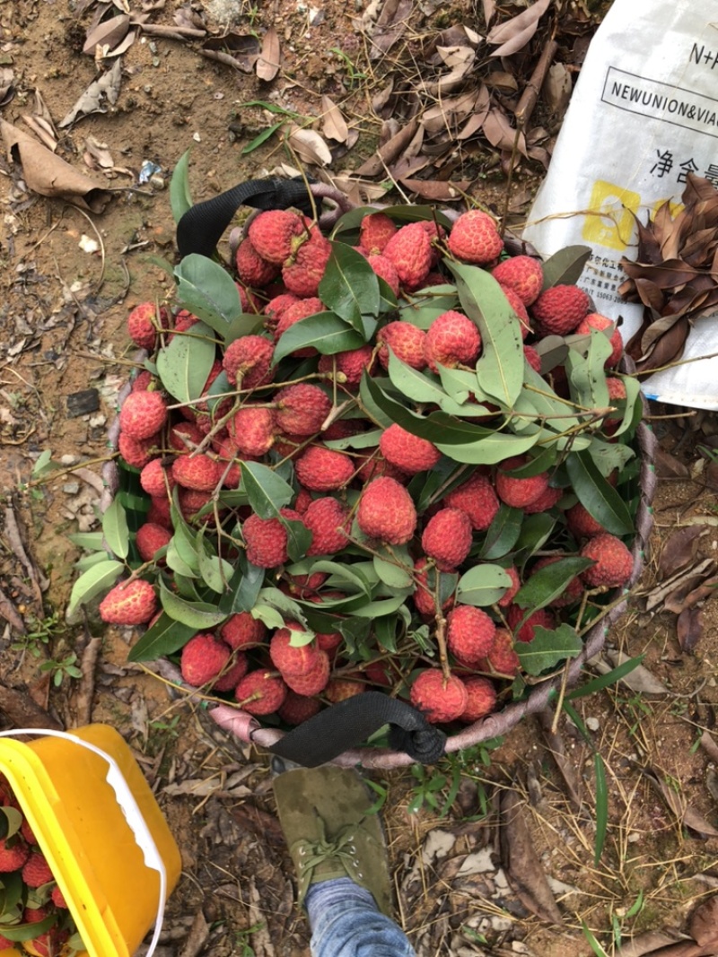 正宗增城基岗村仙进奉荔枝
