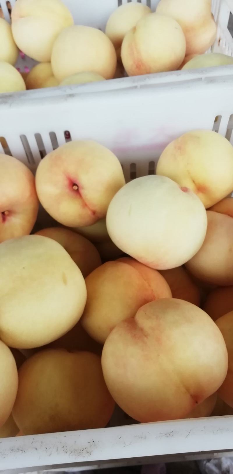 早生水蜜白桃