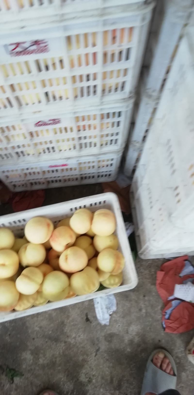 早生水蜜白桃