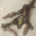 骨碎补