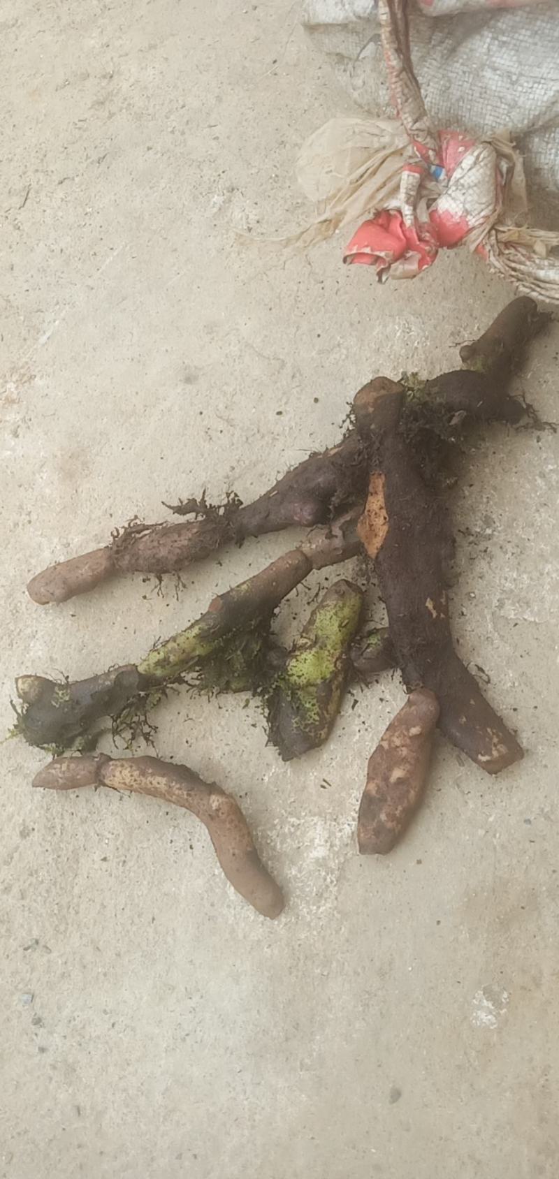 骨碎补