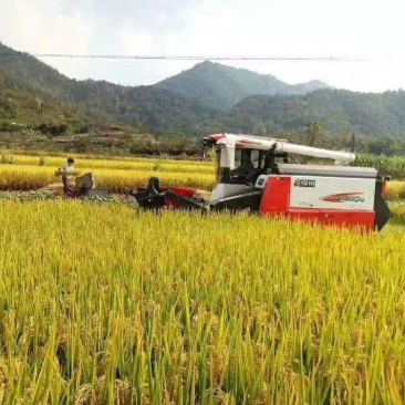 田地合租田地出租可种植各种农作物经济作物