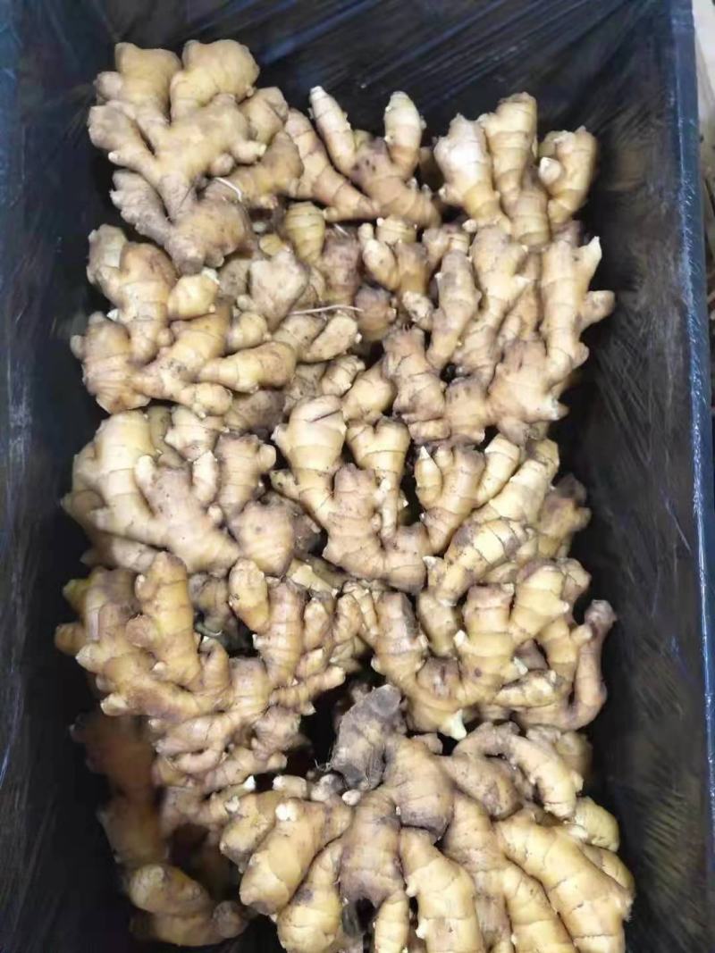 大肉姜产地，优质生姜，批发价格低，质量保证，全国发货