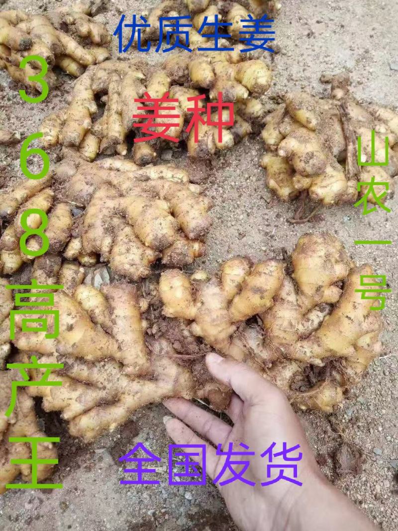 大肉姜产地，优质生姜，批发价格低，质量保证，全国发货