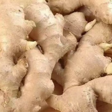 大肉姜产地，优质生姜，批发价格低，质量保证，全国发货