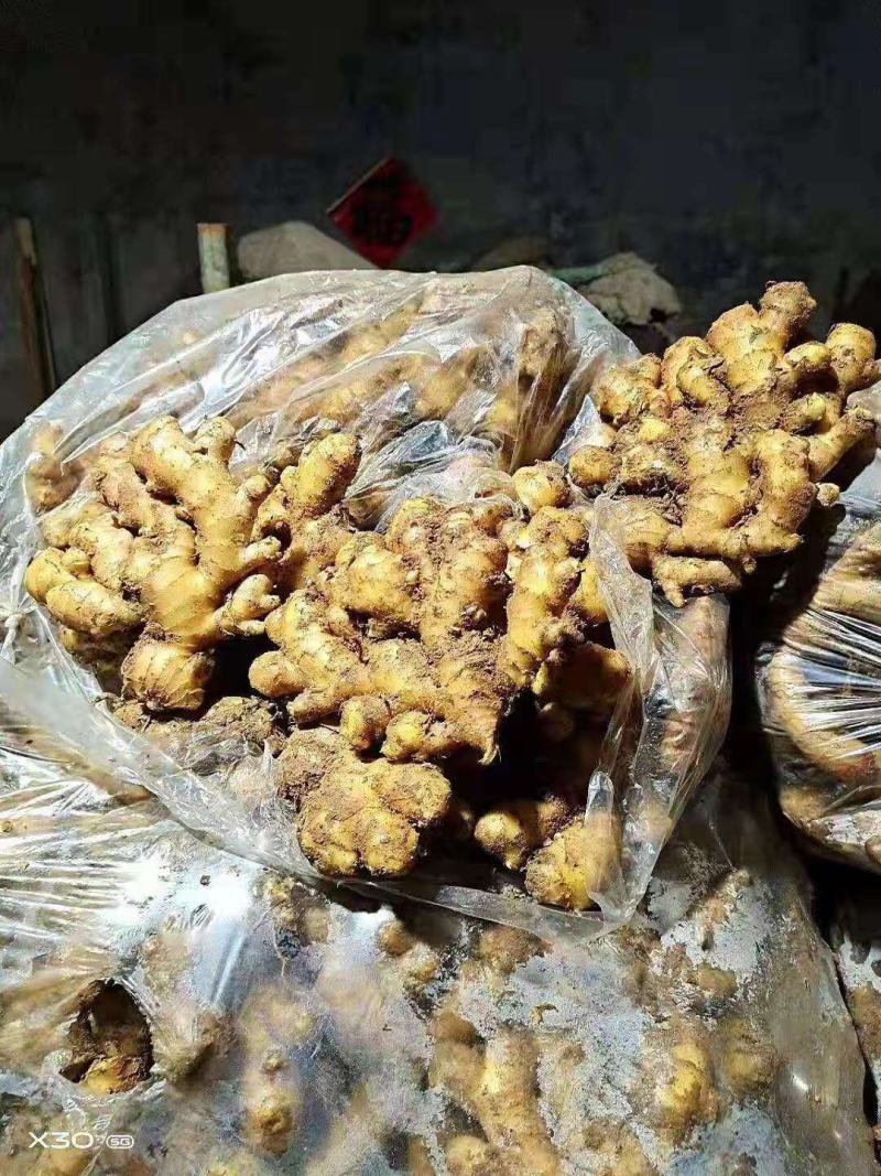 大肉姜产地，优质生姜，批发价格低，质量保证，全国发货