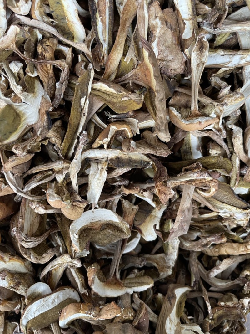 牛肝菌、红葱菌需要的老板可以看看大量有货联系我呦