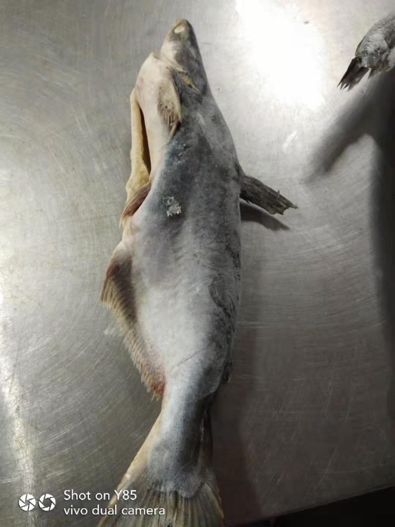 二去条冻巴沙鱼
