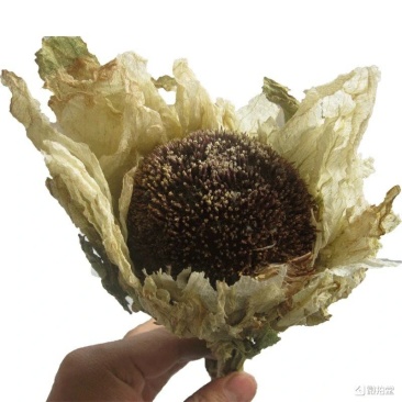 新疆西域珍品天山雪莲花量大优惠一支也包邮
