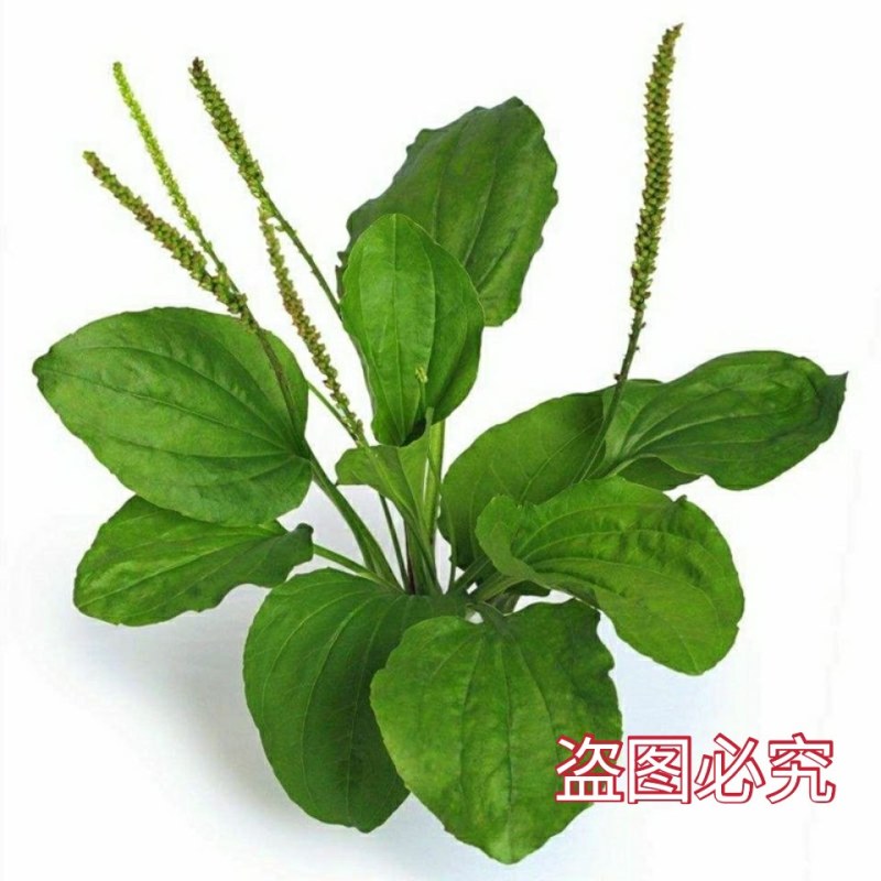 食用车前草平车前野菜四季中药材车轮菜野生车前草包邮