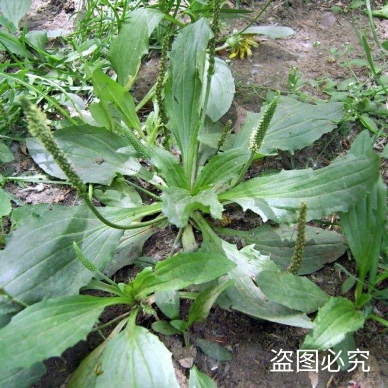 食用车前草平车前野菜四季中药材车轮菜野生车前草包邮