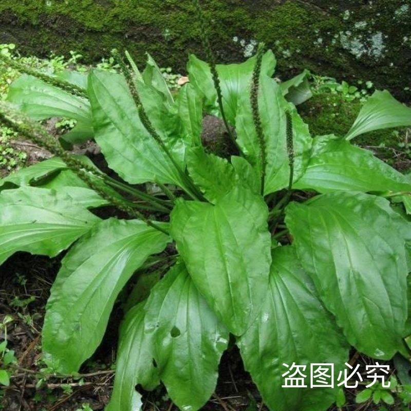 食用车前草平车前野菜四季中药材车轮菜野生车前草包邮