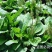 食用车前草平车前野菜四季中药材车轮菜野生车前草包邮