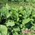 食用车前草平车前野菜四季中药材车轮菜野生车前草包邮