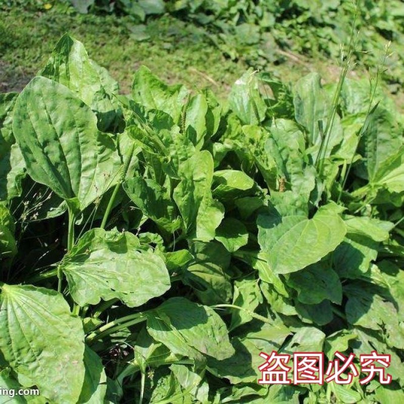 食用车前草平车前野菜四季中药材车轮菜野生车前草包邮
