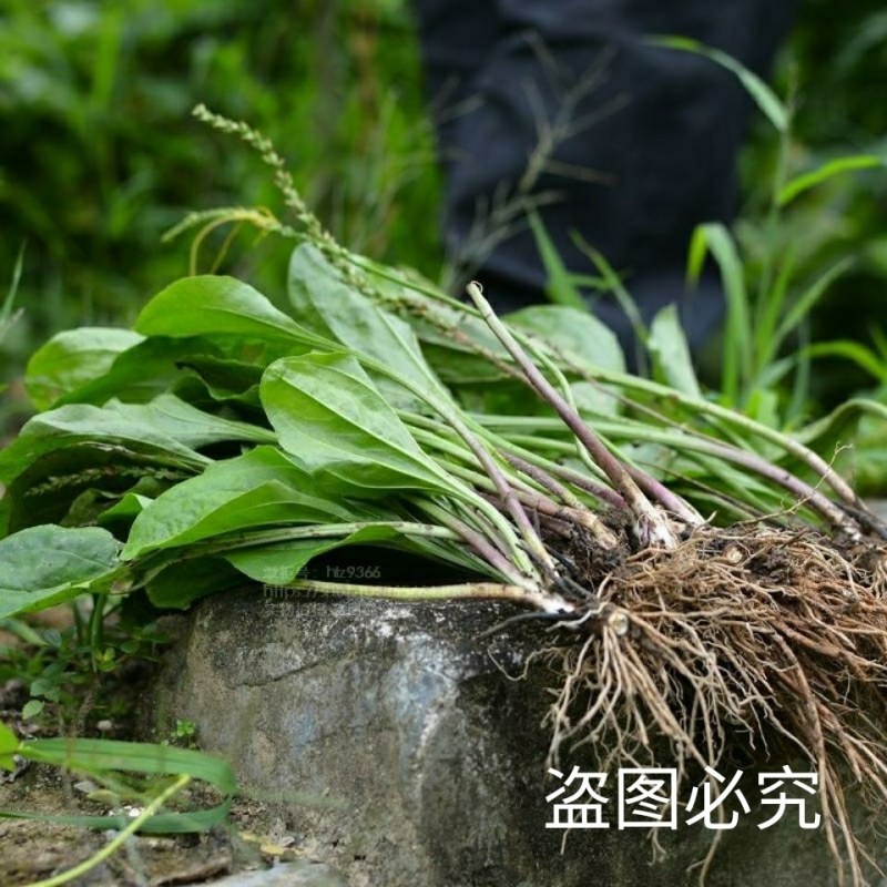 食用车前草平车前野菜四季中药材车轮菜野生车前草包邮