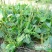 食用车前草平车前野菜四季中药材车轮菜野生车前草包邮