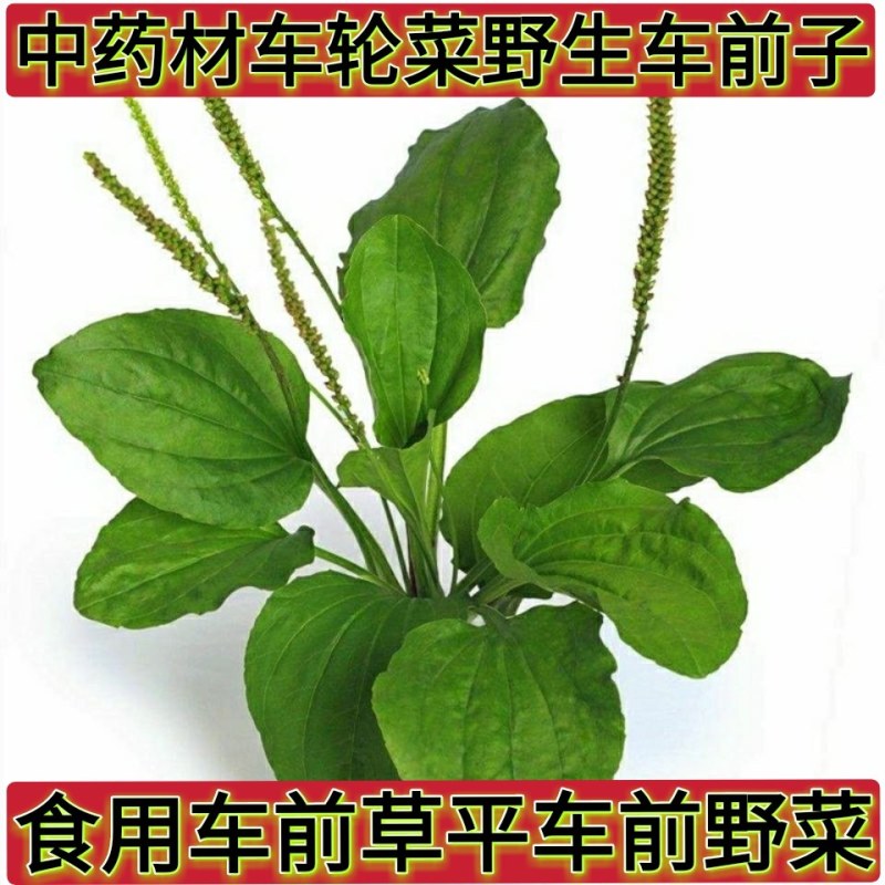 食用车前草平车前野菜四季中药材车轮菜野生车前草包邮