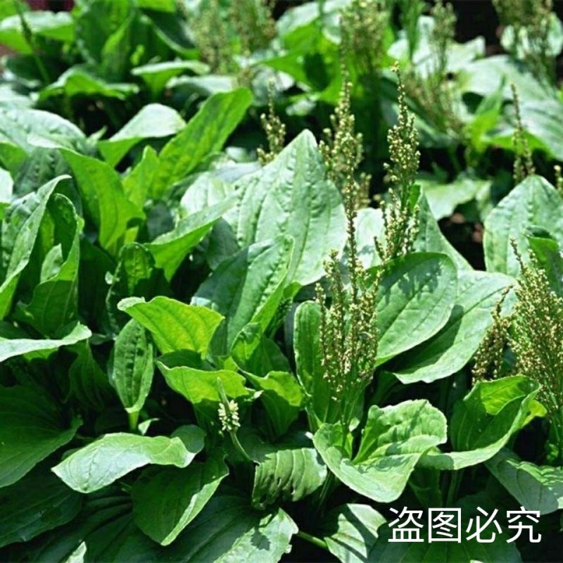 食用车前草平车前野菜四季中药材车轮菜野生车前草包邮