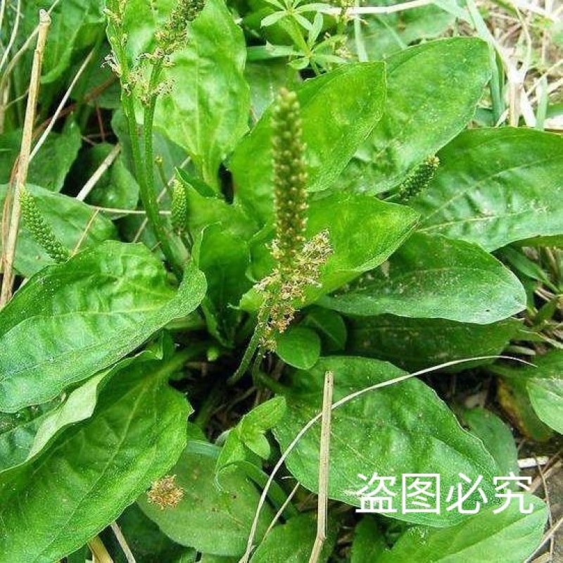 食用车前草平车前野菜四季中药材车轮菜野生车前草包邮