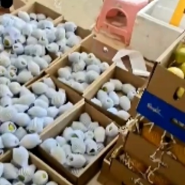 海南百香果