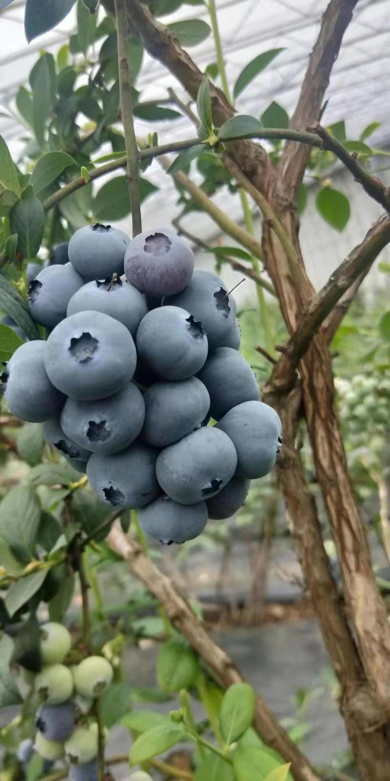 【山东蓝莓】山东莱克西薄雾绿宝石蓝莓品种齐全全国发货