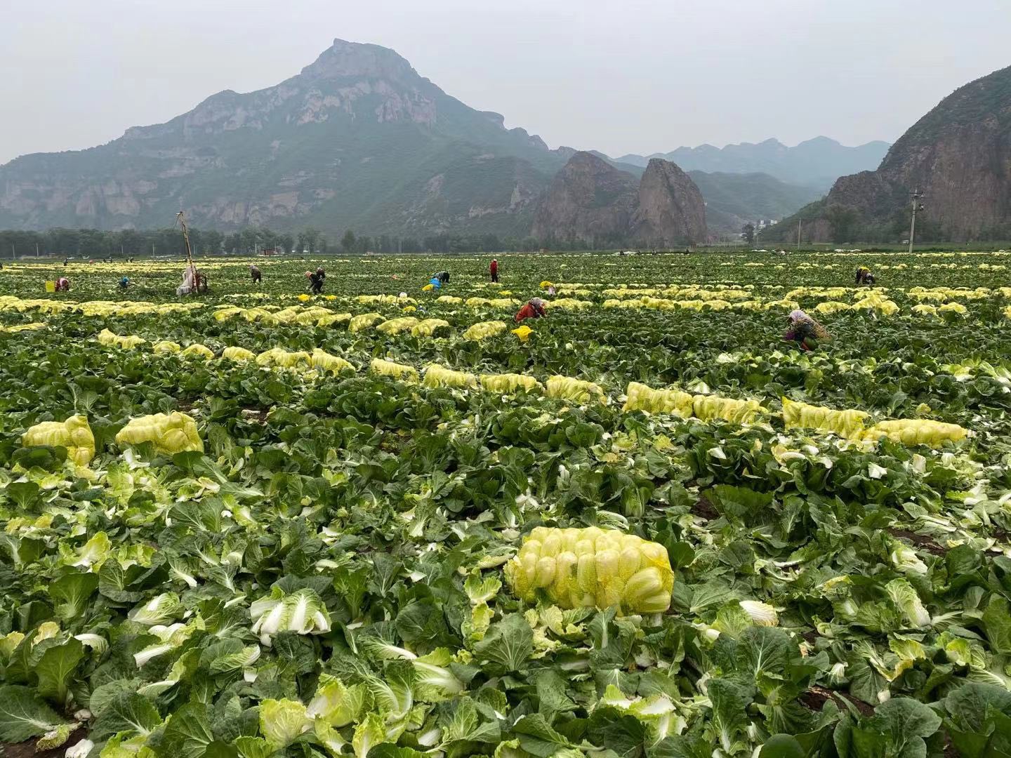 樱樱菜野菜采摘图