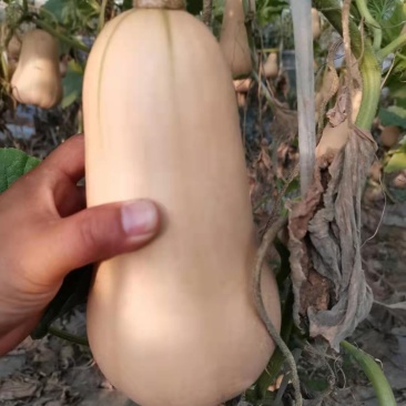 奶油南瓜，大棚刁蔓，大棚地趴，个头匀称。